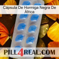 Cápsula De Hormiga Negra De África 22